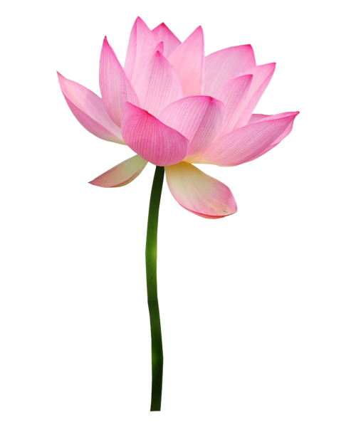 Лотос цветок