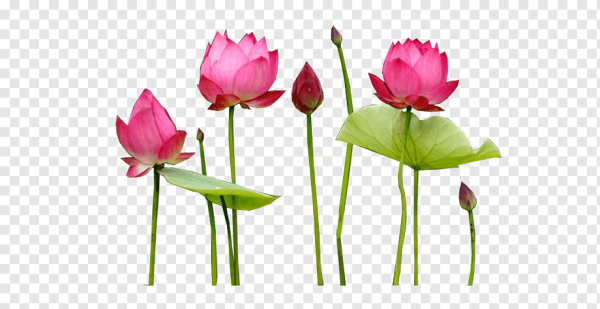 Лотос на прозрачном фоне