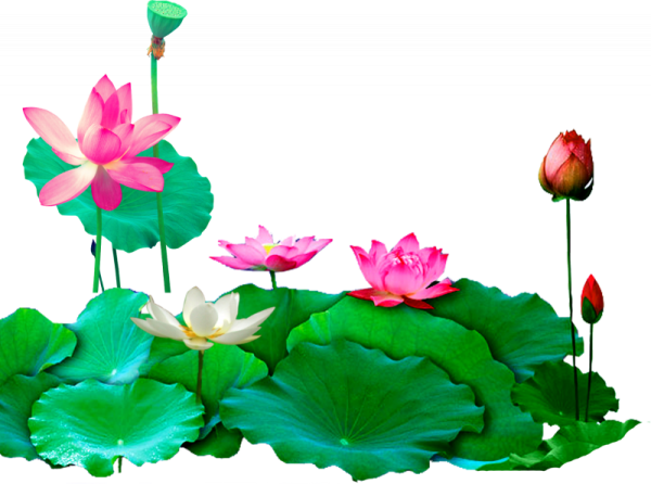 Лотос на прозрачном фоне для фотошопа
