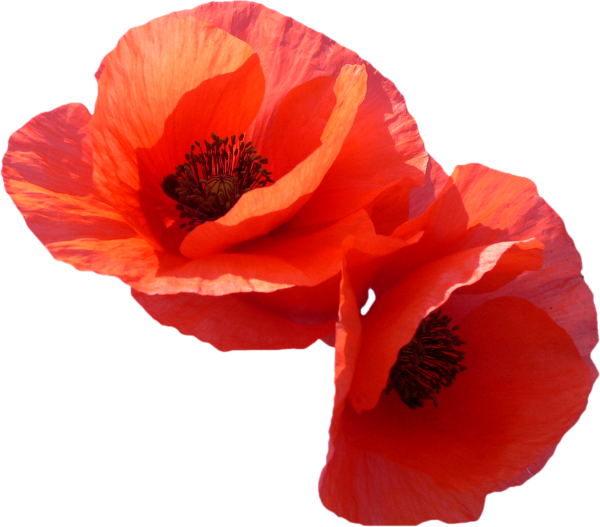 Маки на прозрачном фоне