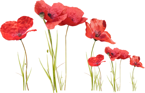 Мак на прозрачном фоне