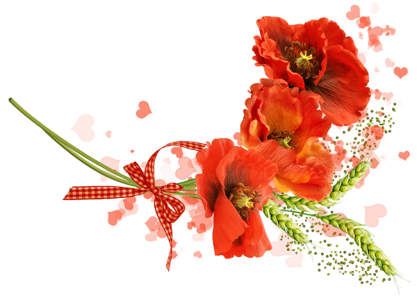 Рамка маки на прозрачном фоне
