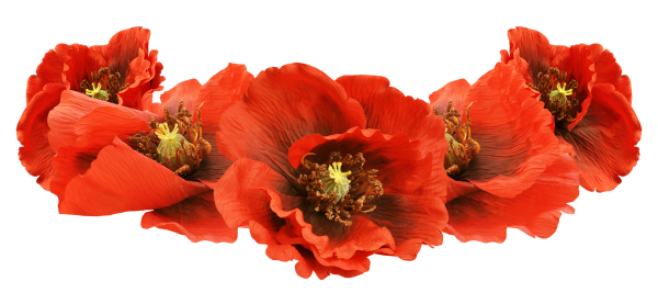 Мак на прозрачном фоне