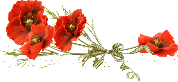 Букет маков на белом фоне
