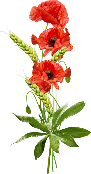 Мак длинный цветок