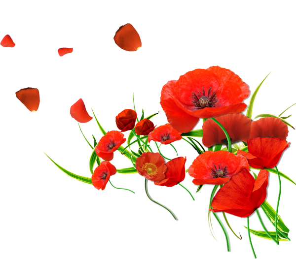 Маки на белом фоне