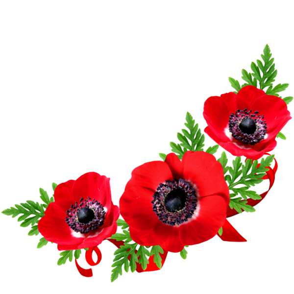 Маки на прозрачном фоне