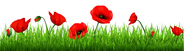 Цветы поле на прозрачном фоне