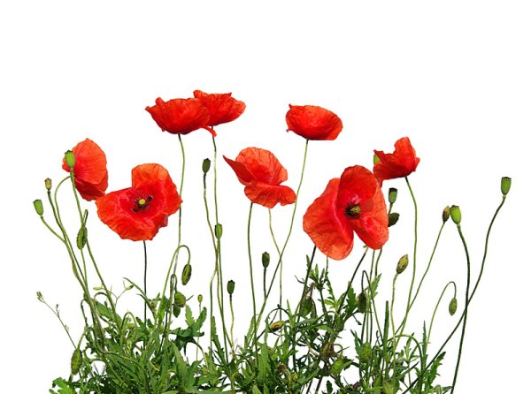 Полевые маки на белом фоне