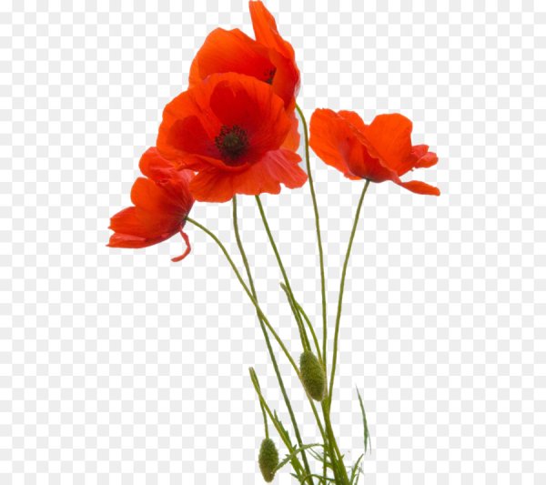 Маки на прозрачном фоне
