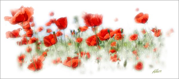 Красивые маки на прозрачном фоне