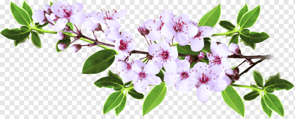 Клипарт ветка цветущей яблони на прозрачном фоне