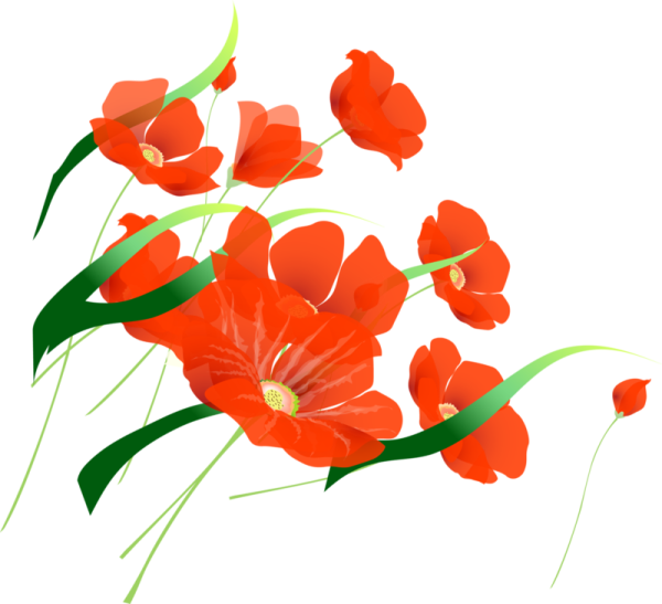 Букет маков на прозрачном фоне