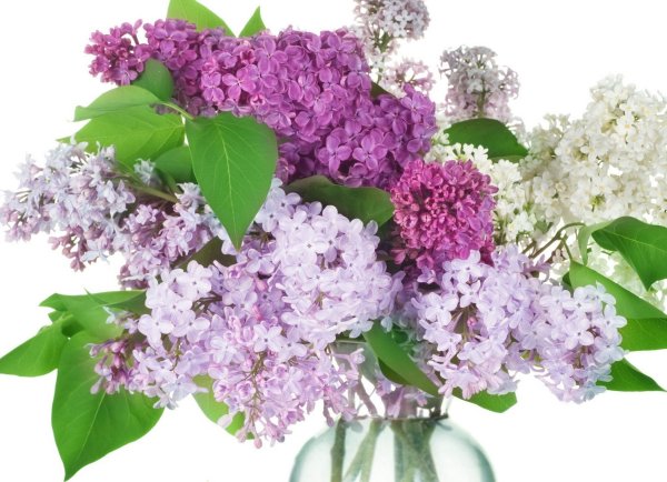 Букет сирени на прозрачном фоне