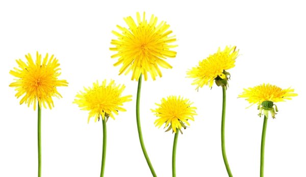 Одуванчик желтый