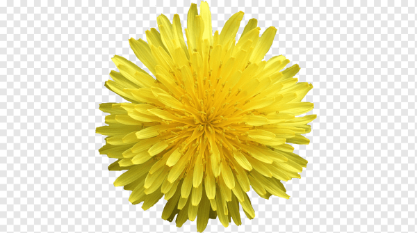 Хризантема одуванчик