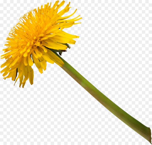 Одувпнчикина белом фоне