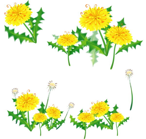 Одуванчик на прозрачном фоне