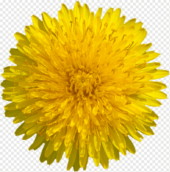Одуванчик на белом фоне