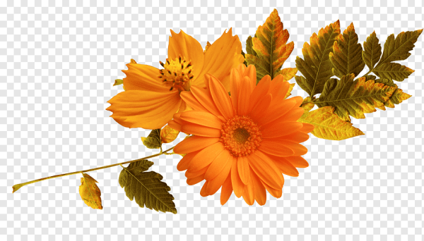 Осенний букет на прозрачном фоне