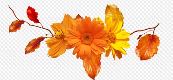 Осенние цветы на белом фоне