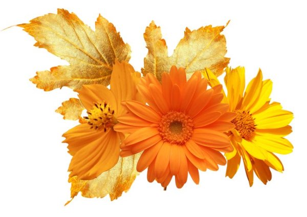 Осенние цветы на белом фоне