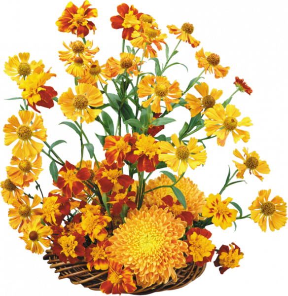 Бархатцы Икебана