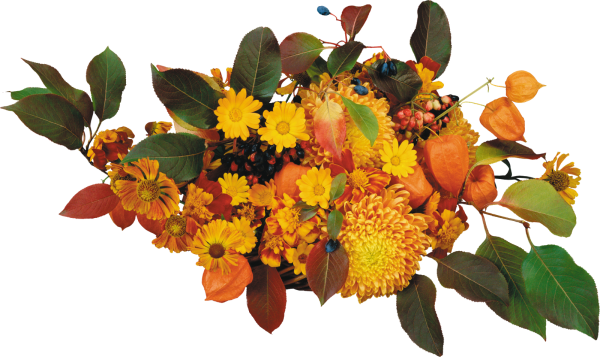 Осенние цветы на белом фоне