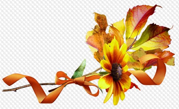 Осенние цветы на прозрачном фоне
