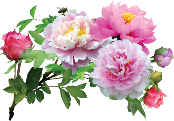 Пион древовидный PNG