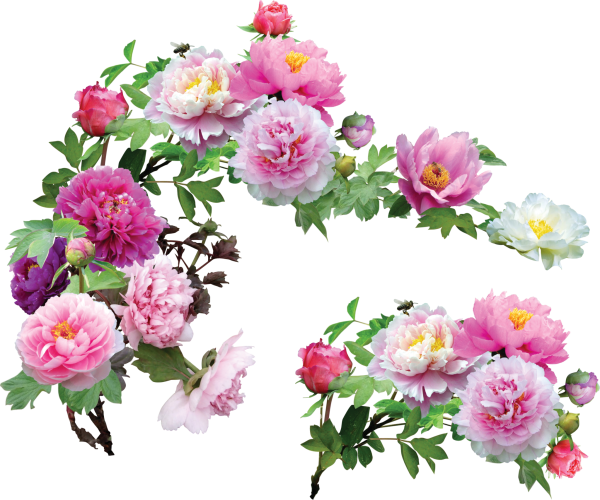 Пионы на прозрачном фоне