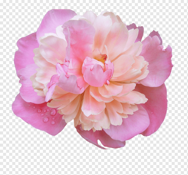 Пиони Пинк Peony Pink роза