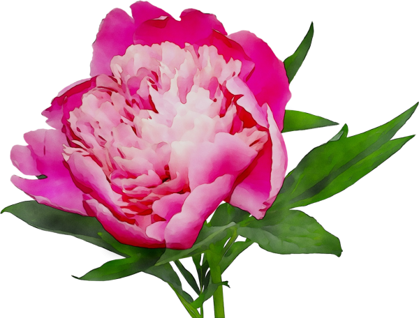 Пион Детройт