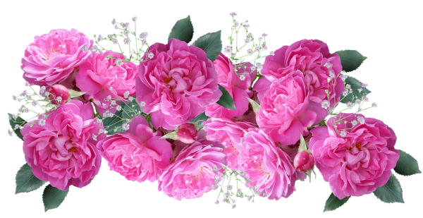 Пионы на белом фоне