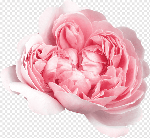 Розовые и персиковые пионы на прозрачном фоне