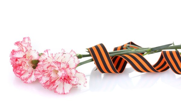 Георгиевская лента с гвоздикой