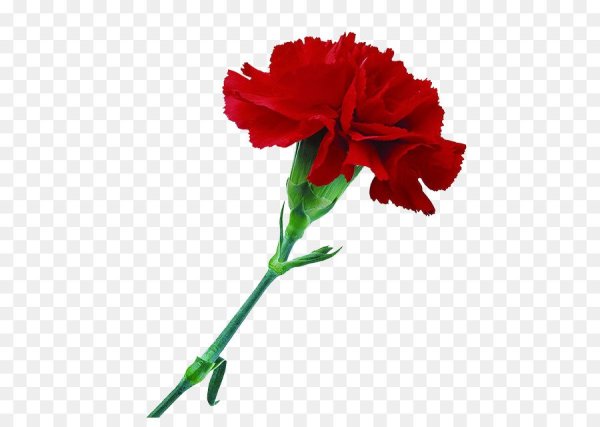Красные гвоздики на прозрачном фоне