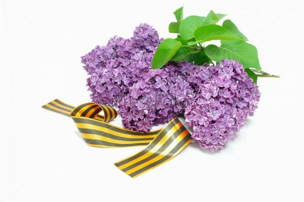 Сирень Победы