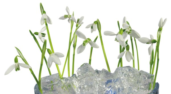 Подснижникик на белом фоне