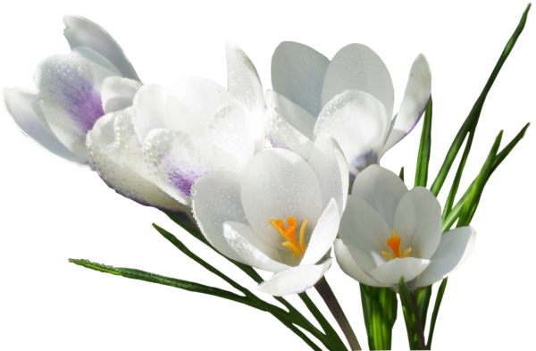 Весенние цветы на белом фоне