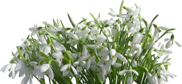 Пролеска на прозрачном фоне