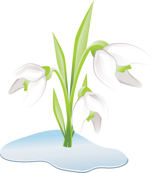 Подснежники на белом фоне