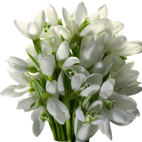 Подснежники срезка