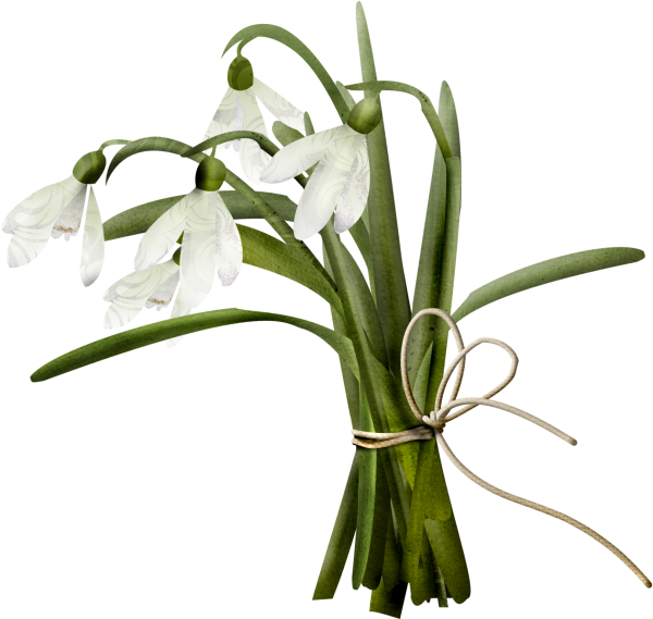 Картинка Подснежник для детей на прозрачном фоне