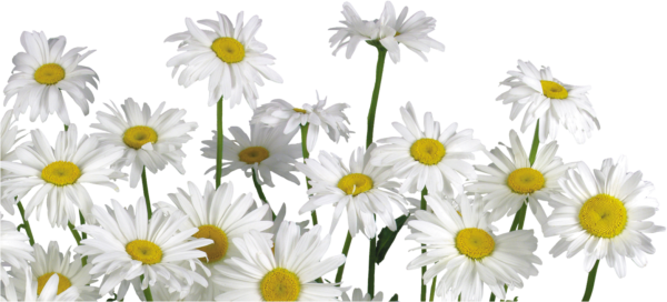 Клипарт ромашки на прозрачном фоне