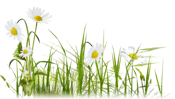 Луговые цветы на белом фоне