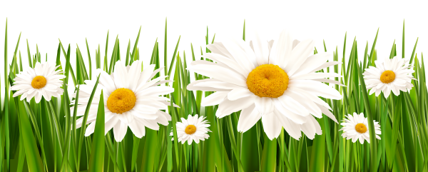 Ромашки в ряд