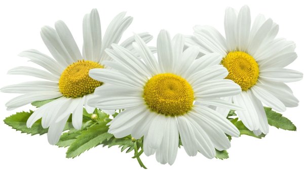 Три ромашки