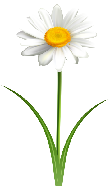 Цветок Ромашка на белом фоне
