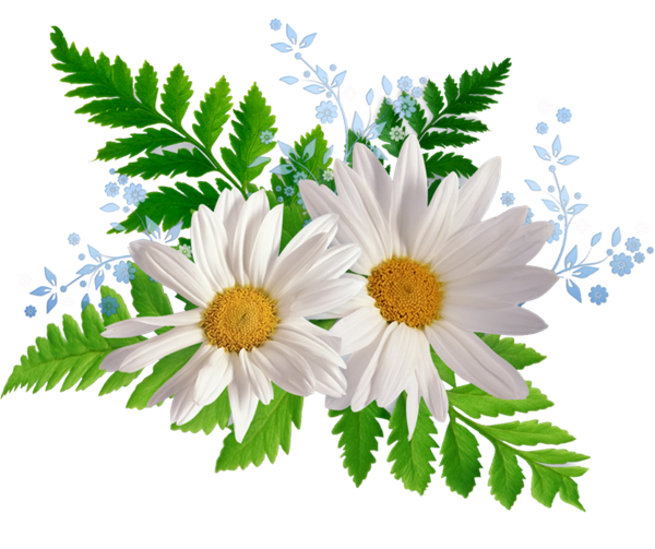 Летние цветы на прозрачном фоне